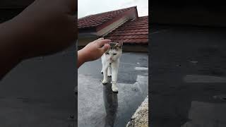 Dedek was shocked when Mama Ara climbed onto the wall and saw a cat looking for a mouse on top of... Dedek was shocked when Mama Ara climbed onto the wall and saw a cat looking for a mouse on top of...