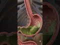 DIGESTION #viral #shorts #viralvideo #biology #3danimation