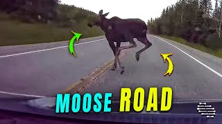 Moose Crosses the Road Unexpectedly in Front of a Car