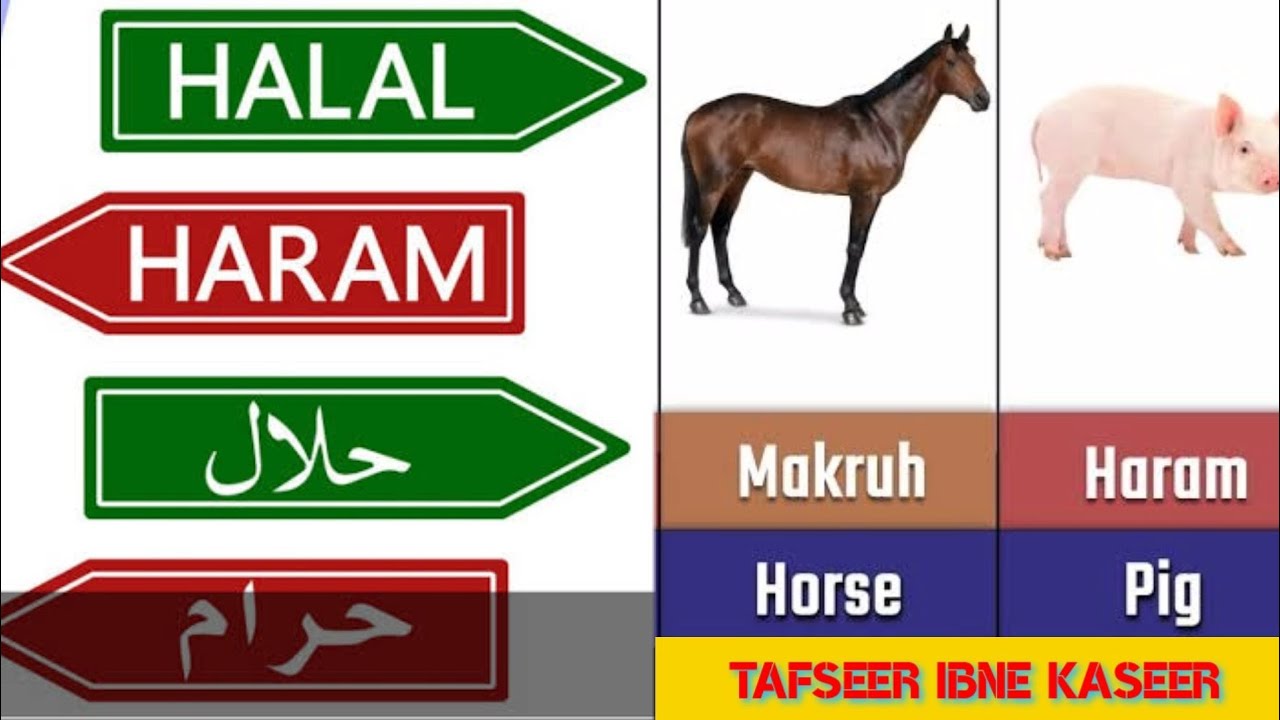 Halal or Haram Animals in Islam - Most Important Information for All  Muslims - YouTube