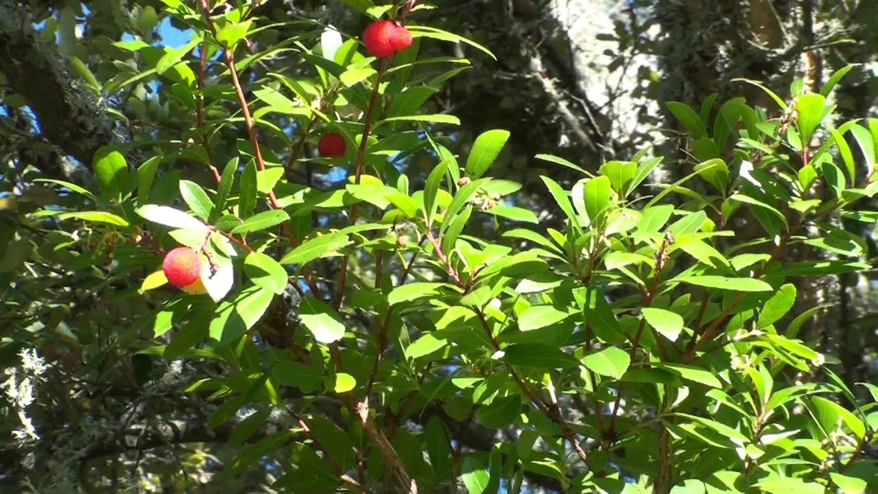 El madroño fruta silvestre.