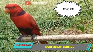 Siulan burung nuri merah (red lory)@nurimenarik4059