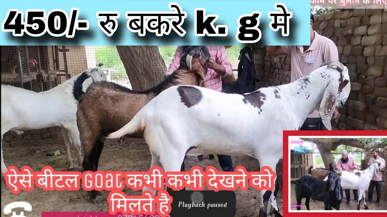 पंजाबी beetal goat बकरे 450/- रु  किलो के हिसाब से बिकाऊ 