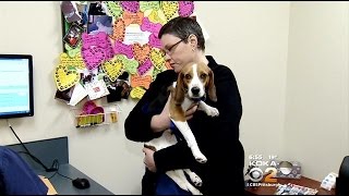 Paralyzed Dog Not A Candidate For Surgery, But Will Receive Physical Therapy