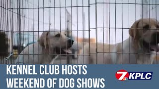 Calcasieu and Acadiana Kennel Club host a weekend filled with dog shows