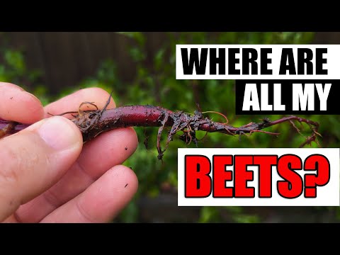 Video: Bolting Beets - What To Do For Blooming Beet Plants