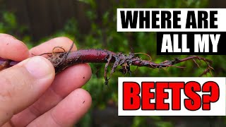 Where Are All My Beets?  Garden Quickie Episode 73