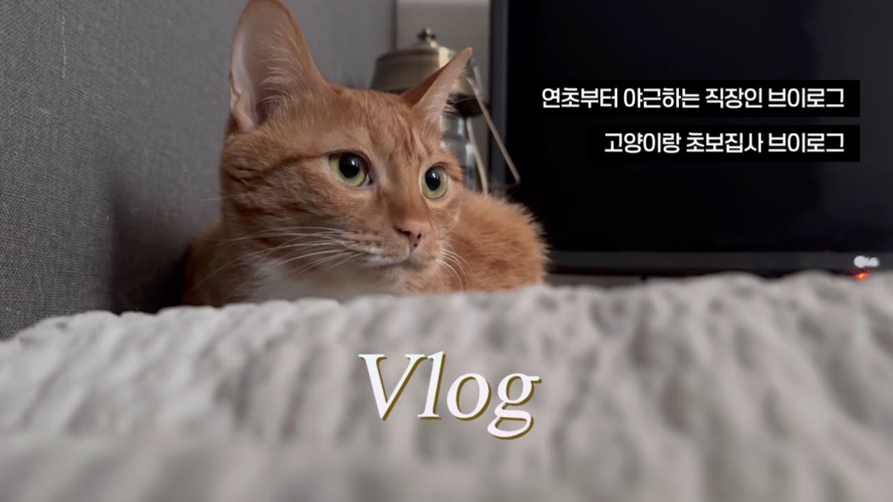 VLOG | 연초부터 야근하는 직장인 브이로그 | 고양이와 함께 겨울나는 법 | 잔소리쟁이 고양이랑 함께사는 초보집사 브이로그