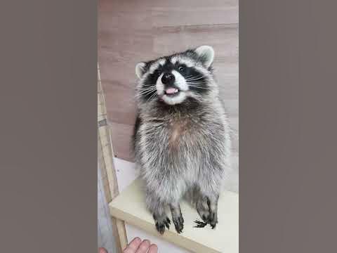 енот витя ест виноград - YouTube