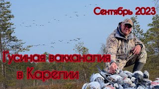 Охота на гуся. Попали на «залом» казары!