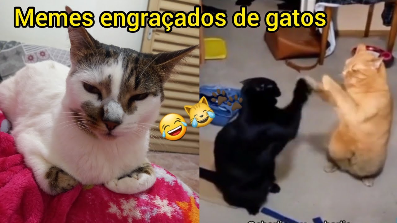 Memes engraçados de gatos pra você dar muita risada - YouTube