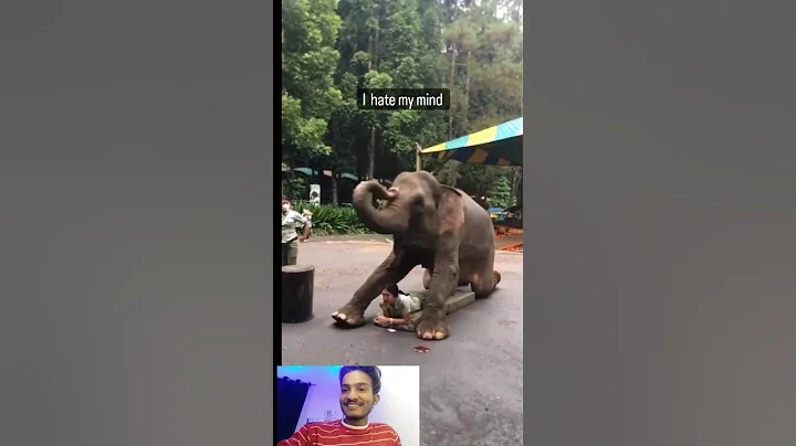 Elephant Prank On Girl #shorts #comedy #tiktok #viral