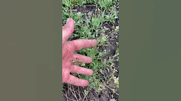 Очень полезный сорняк на каждом огороде!