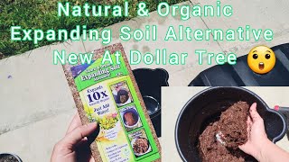 New Item From The Dollar Tree | Gardening