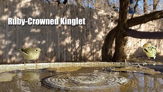 Celebrity Ruby Crowned Kinglet Can't Stay Still at the Birdbath Profile