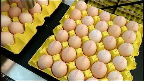 Print eggs with edible ink