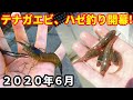 【手長エビ、ハゼ釣り】江戸川テナガエビ、湾奥ハゼ釣り最新情報!千葉県内で楽しめる2020年6月の釣り