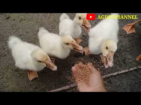 Video: Cara Mengubati Cirit-birit pada Cockatiels: 13 Langkah