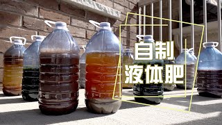 西柚皮肥、香蕉皮肥、海藻肥、鱼肥液、虾肥液         省钱环保从厨余垃圾到自制液体肥让我的菜园轻松省钱实现绿色生态循环  Homemade Liquid Fertilizers