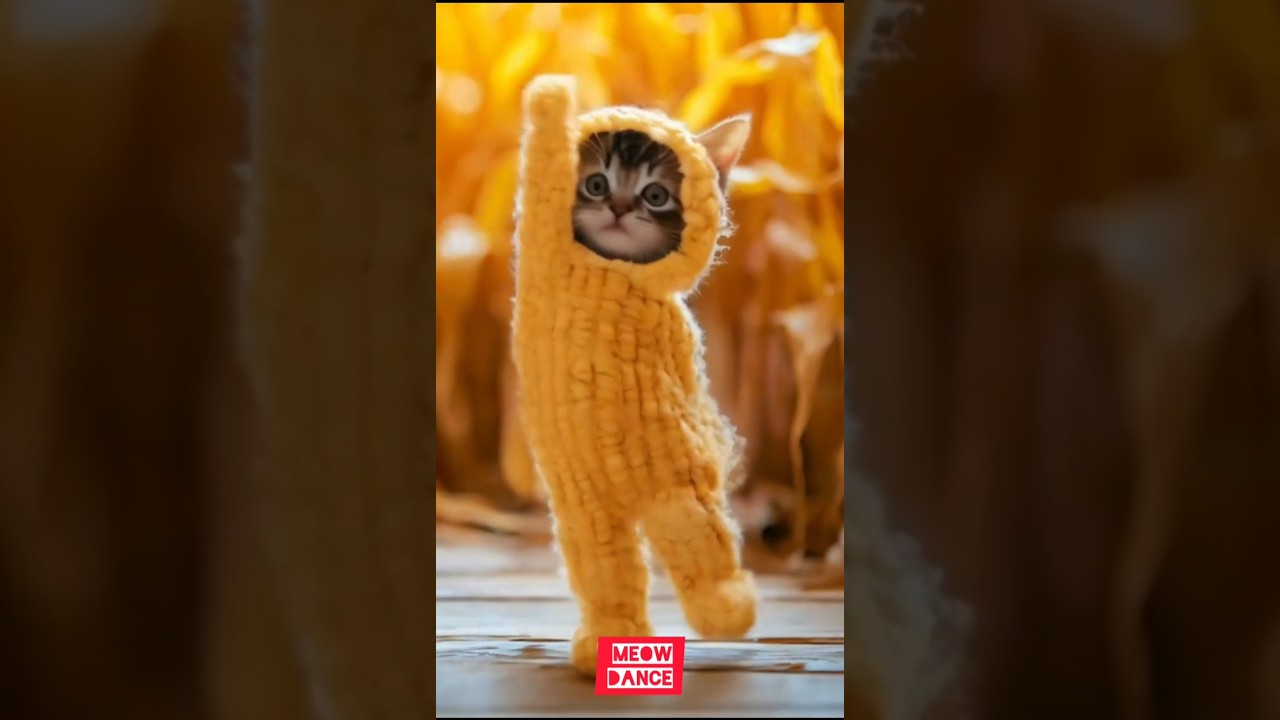 Purrfectly Fashionable: The Catwalk Dance Showcase