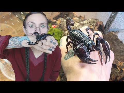 Video: Imperial scorpions: keeping at home