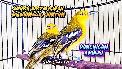 Suara Sirtu/cipoh betina gacor memanggil jantan, ampuh untuk pancingan pikat 