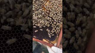 Arı Kovanında Larva ve Kapalı Yavru Evreleri - Pratik Gözlem