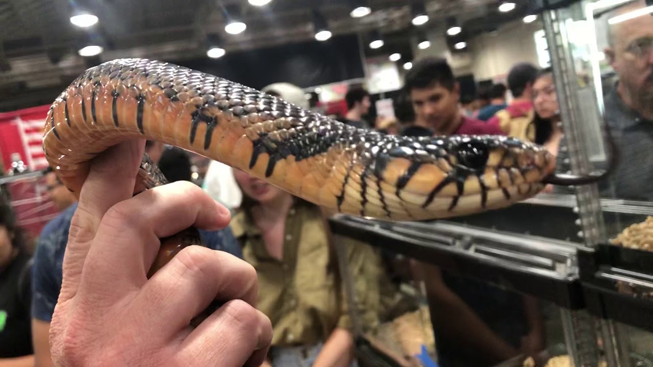couperin ordres Big Male Guerrero Rubidus at Reptile Super Show