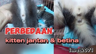 perbedaan kitten jantan dan betina