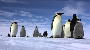 ペンギンユニバース