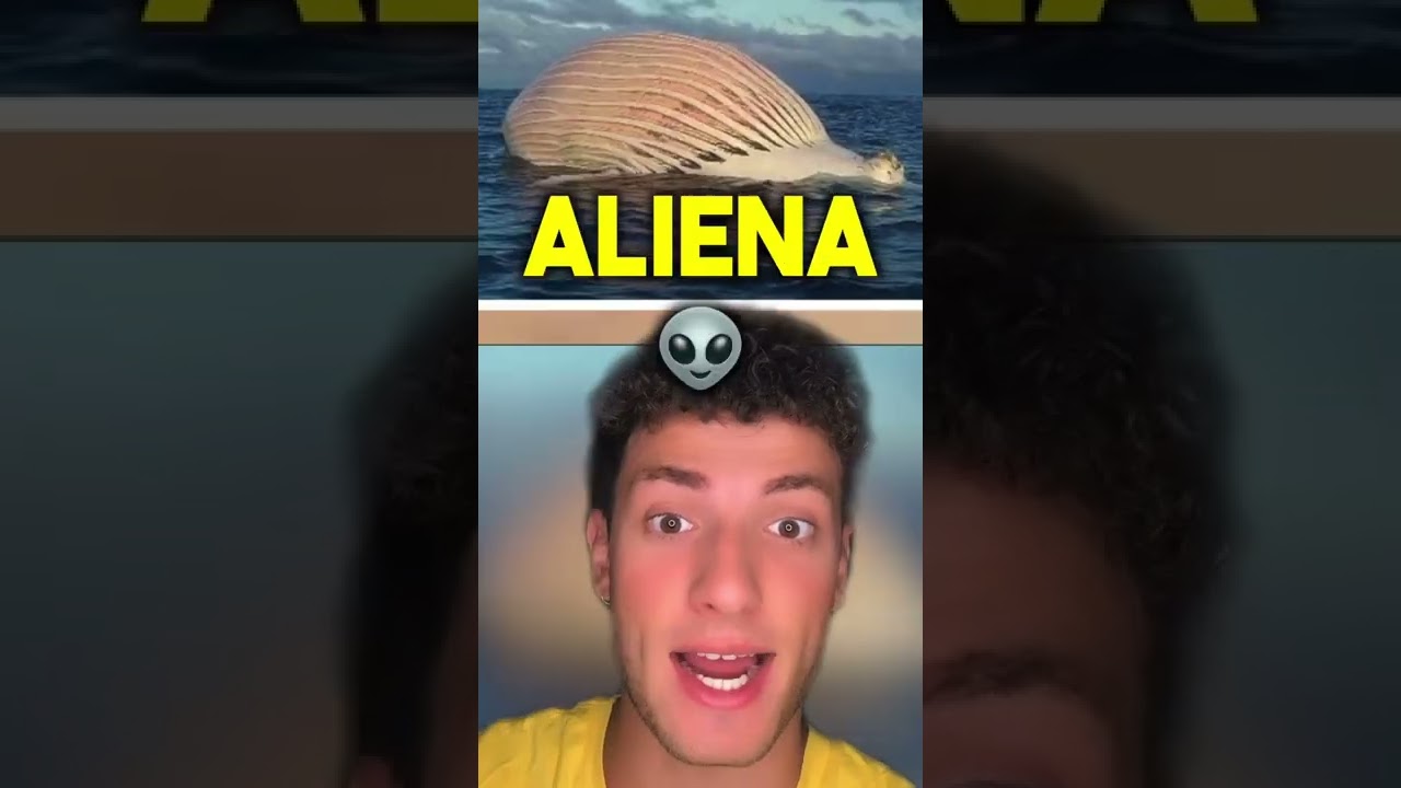 Se Vedi Questo In Mare, Esci Subito! 😱