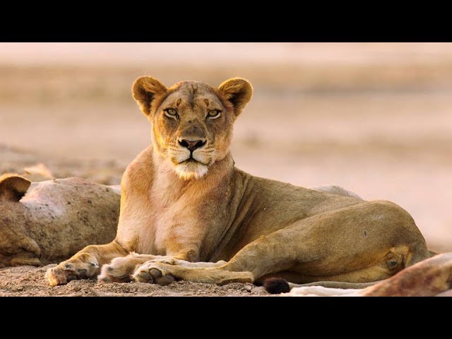 This Flirty Lioness is Putting on A ...