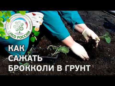 Капуста брокколи - выращивание и уход
