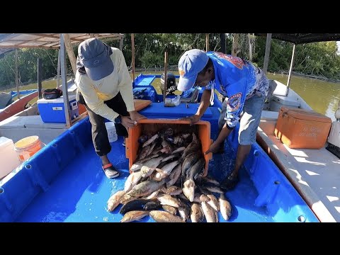 Vlog ke-38 Trip Kedua Jek Port MJ Sangkar Sungai Udang