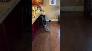 Cat gets scared by tin foil on the kitchen counter and jumps away | CONTENTbible #Shorts