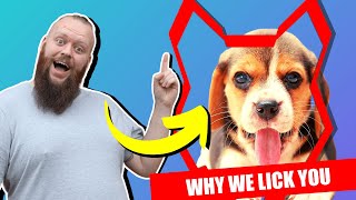 Why BEAGLE LICK You by Fenrir Beagle Show 269 views 3 years ago 7 minutes, 29 seconds