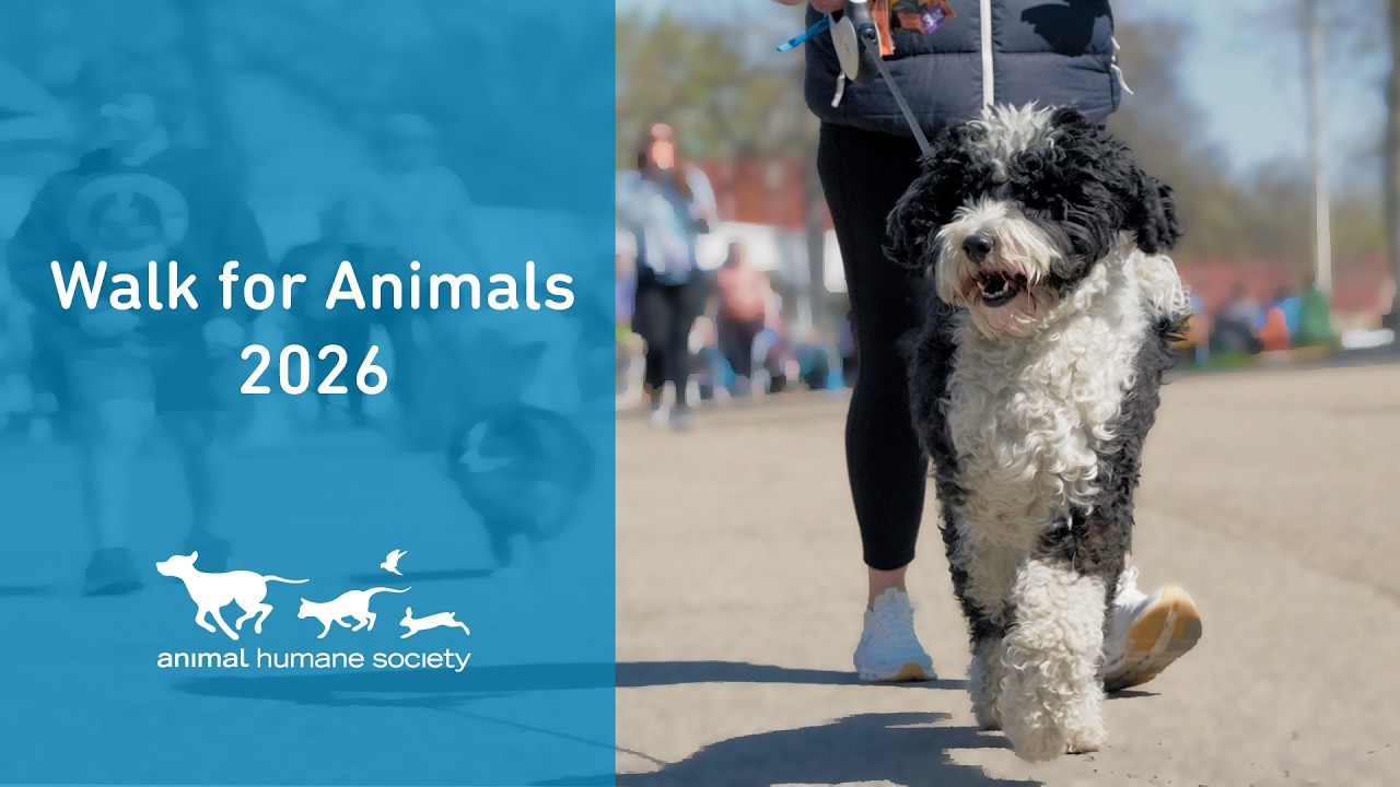 Join us at the Walk for Animals 2026 | Make a difference for animals in need