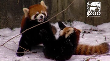 Red Panda Cubs Love Snow - Cincinnati Zoo