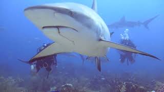Roatan shark dive Jan 2024