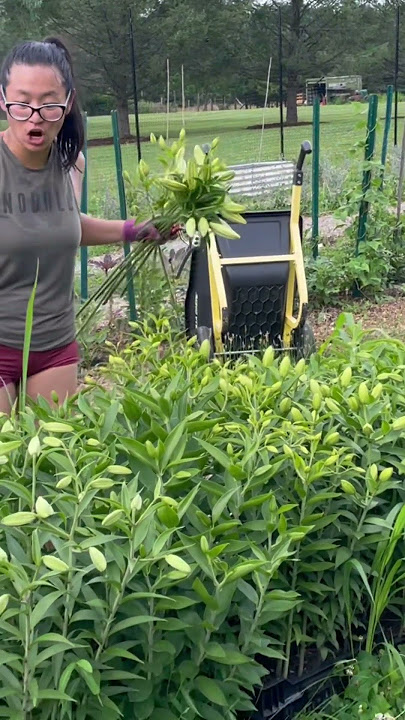 I can’t believe it. 1st succession of lily bulbs arrive tomorrow to be planted in crates! #lilies