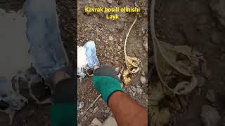 Kavrak hosili olinishi murojat +998934217776