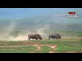 Batalla Epica Rinoceronte vs Rinoceronte