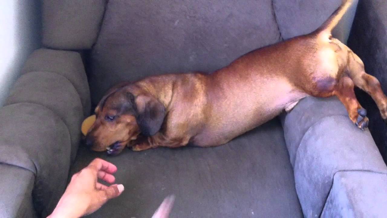 Cachorro salsicha é bravo Clearance