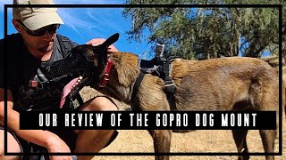 Our Review of the GoPro Dog Mount, why we don't recommend it, and how you can DIY your own Mount!