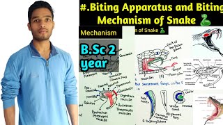 Biting Apparatus and Biting Mechanism of Snake||B.Sc 2 year