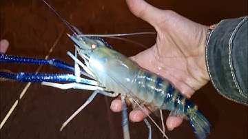 CÂU TÔM CHẠY ĐUA VỚI THỜI GIAN | TINH MÙI CÂU TÔM 0987588324