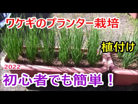初心者でも簡単 ワケギのプランター栽培 植付け 22 Youtube 初心者でも簡単 ワケギのプランター栽培 植付け 22 Youtube