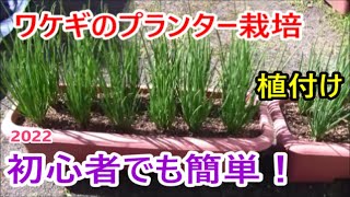 初心者でも簡単 ワケギのプランター栽培 植付け 22 Youtube 初心者でも簡単 ワケギのプランター栽培 植付け 22 Youtube
