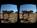 Vacas en realidad virtual Episodio #9