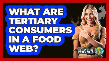 What Are Tertiary Consumers in a Food Web?